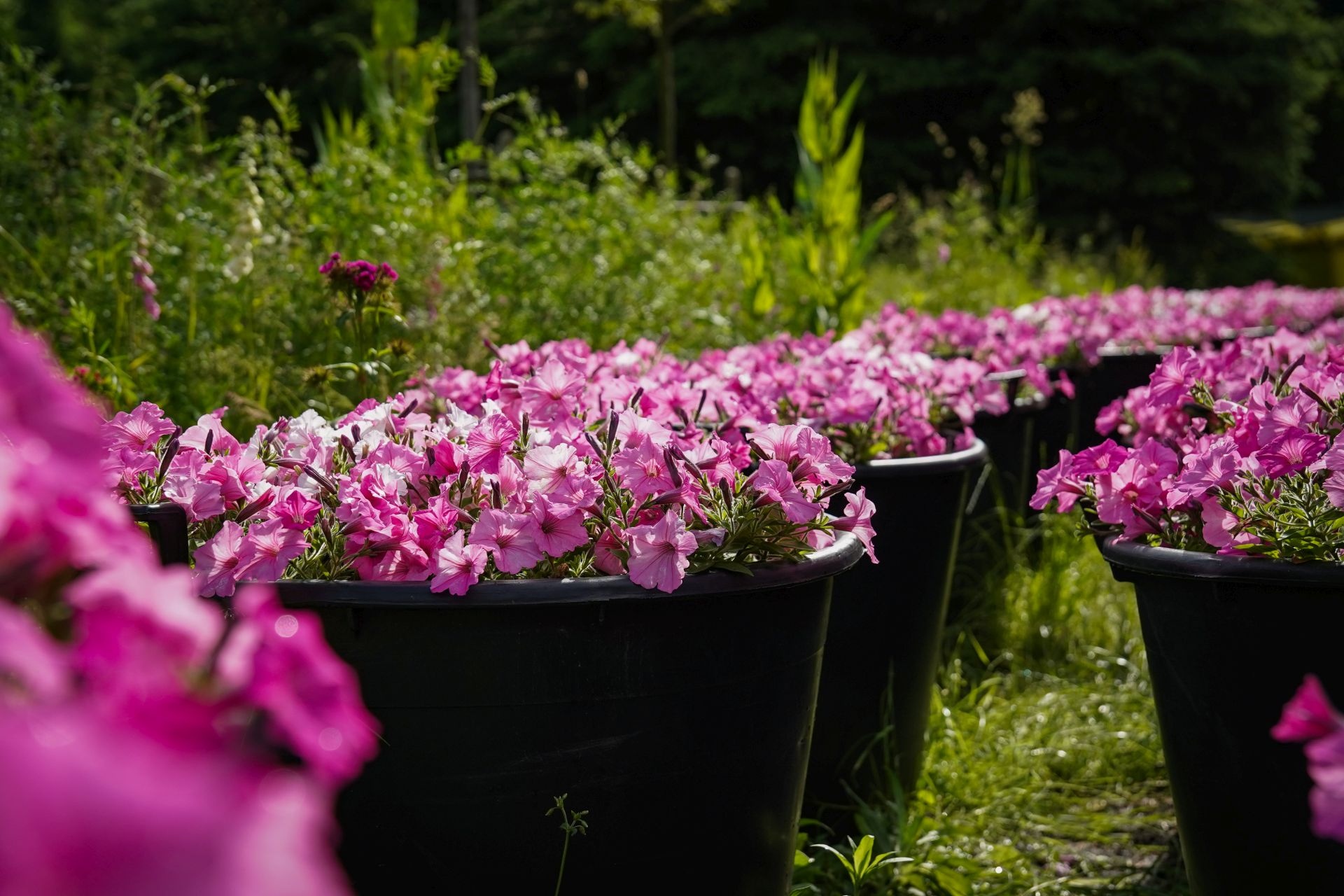 Supertunia