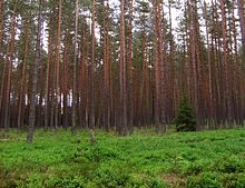 źródło: https://pl.wikipedia.org